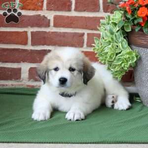 Sophia, Great Pyrenees Puppy